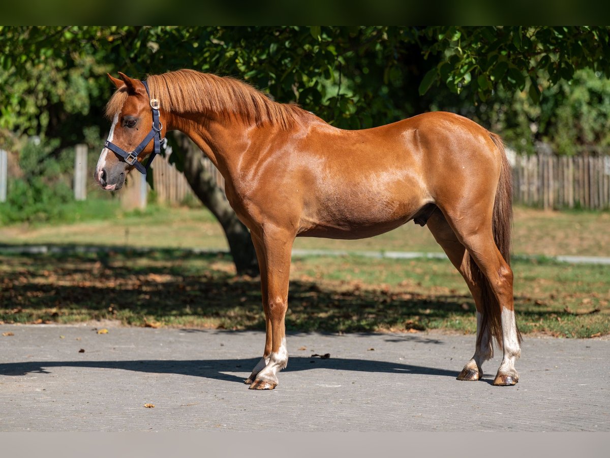 Welsh C (of Cob Type) Gelding 16 years 12,2 hh Chestnut-Red in GROTE-BROGEL