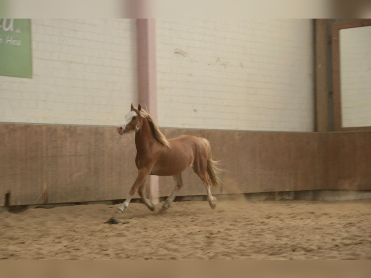 Welsh C (of Cob Type) Gelding 3 years 13 hh Chestnut-Red in H&#xFC;ttblek