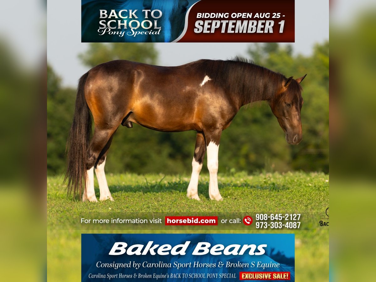 Welsh C (of Cob Type) Mix Gelding 4 years 11,2 hh Pinto in Clover