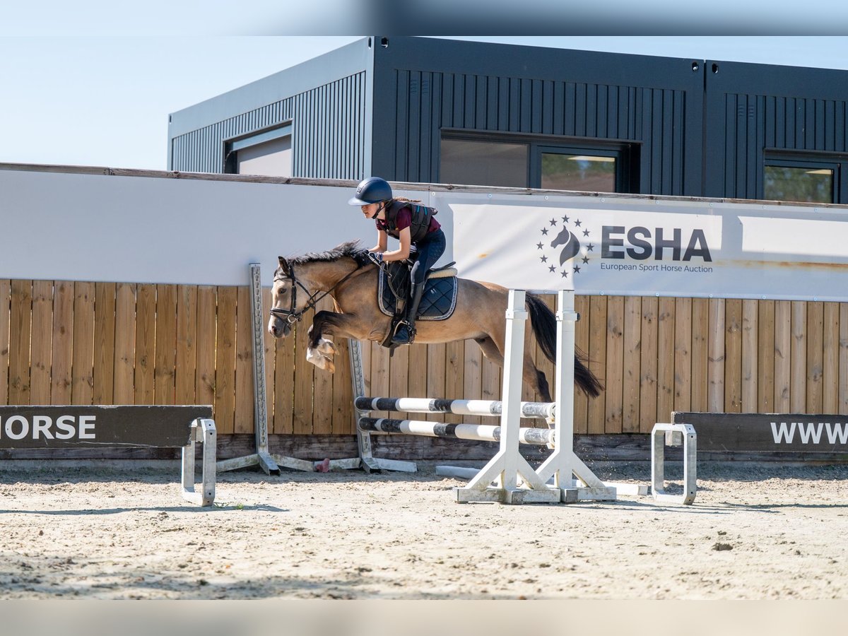 Welsh C (of Cob Type) Gelding 4 years 11,1 hh Dun in GROTE-BROGEL