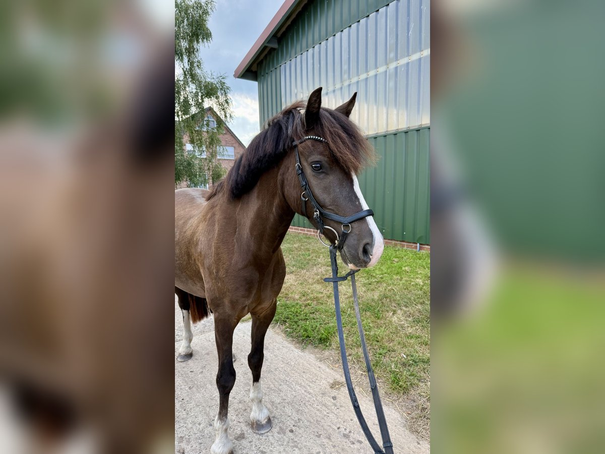 Welsh C (of Cob Type) Gelding 4 years 13.1 hh  in Hohnstorf (Elbe)