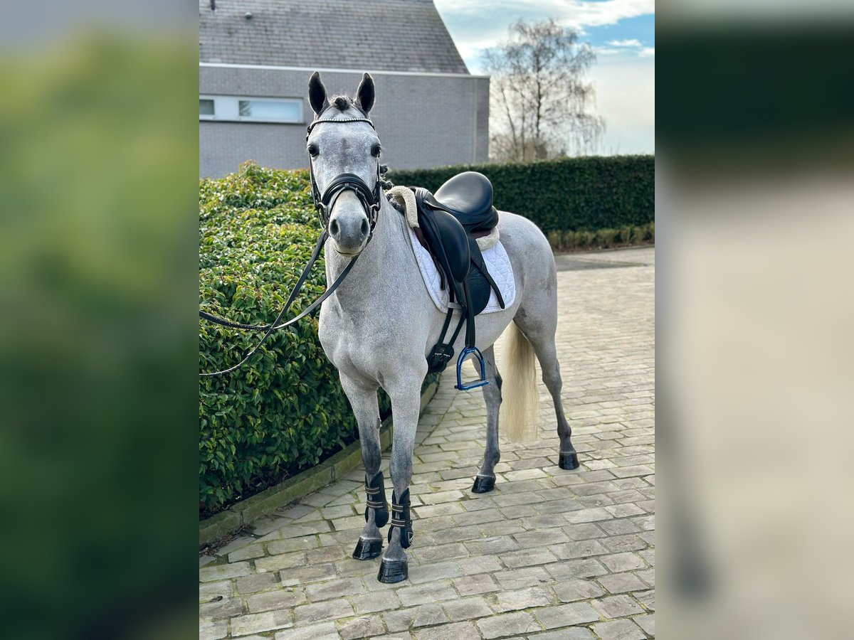 Welsh C (of Cob Type) Gelding 4 years 13,1 hh Grey in Okegem