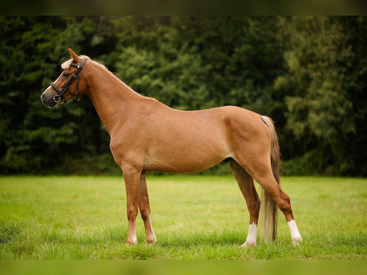 Welsh C (of Cob Type) Mix Gelding 4 years 13,2 hh Chestnut-Red in Zag&#xF3;r&#xF3;w