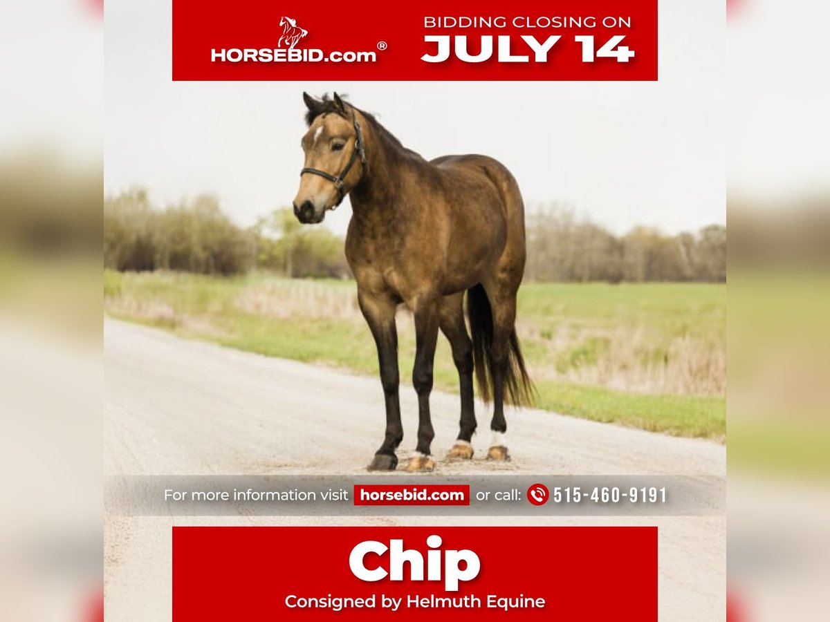 Welsh C (of Cob Type) Gelding 4 years 13,3 hh Buckskin in Ames