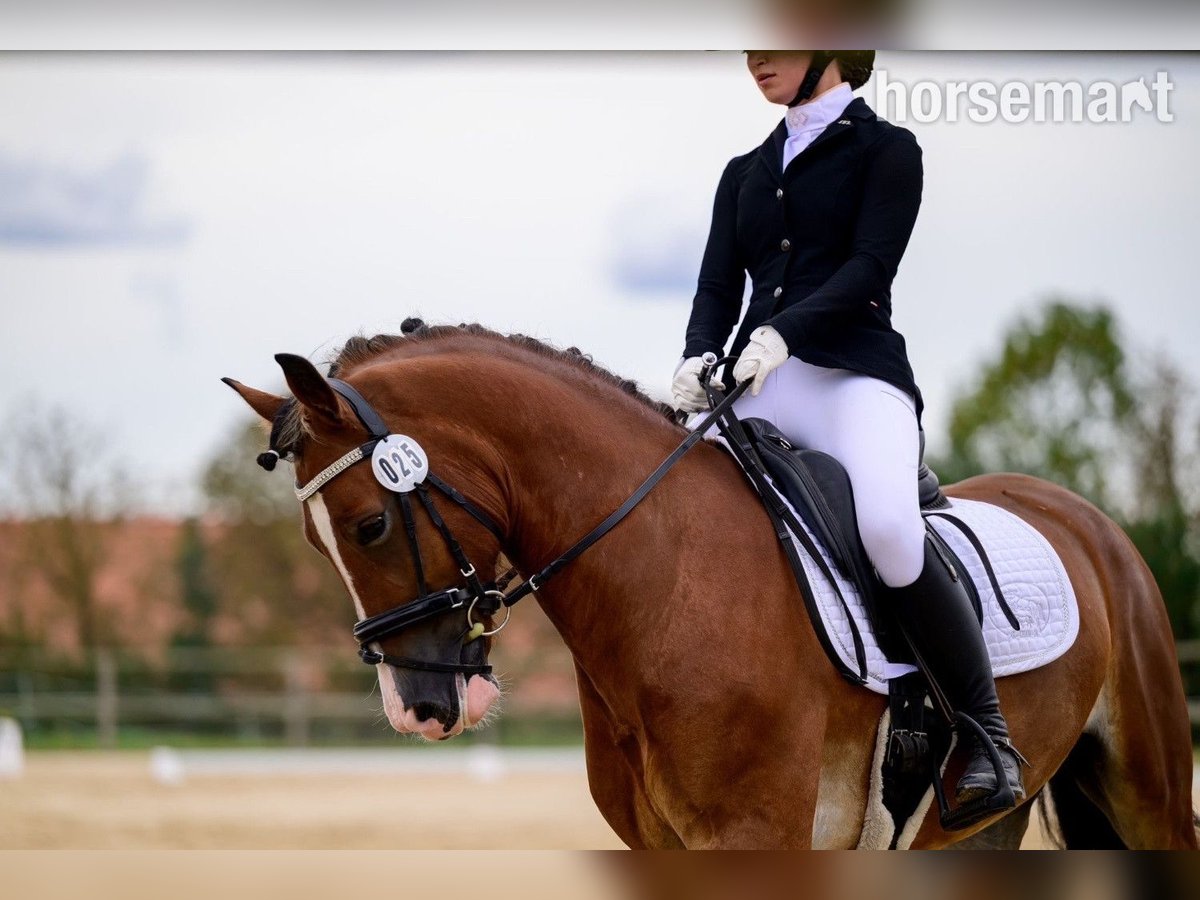 Welsh C (of Cob Type) Gelding 4 years 15,2 hh Bay in Prague