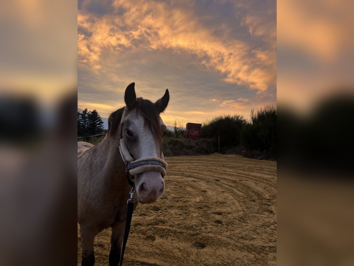 Welsh C (of Cob Type) Gelding 5 years 12,2 hh Buckskin in Sprockh&#xF6;vel