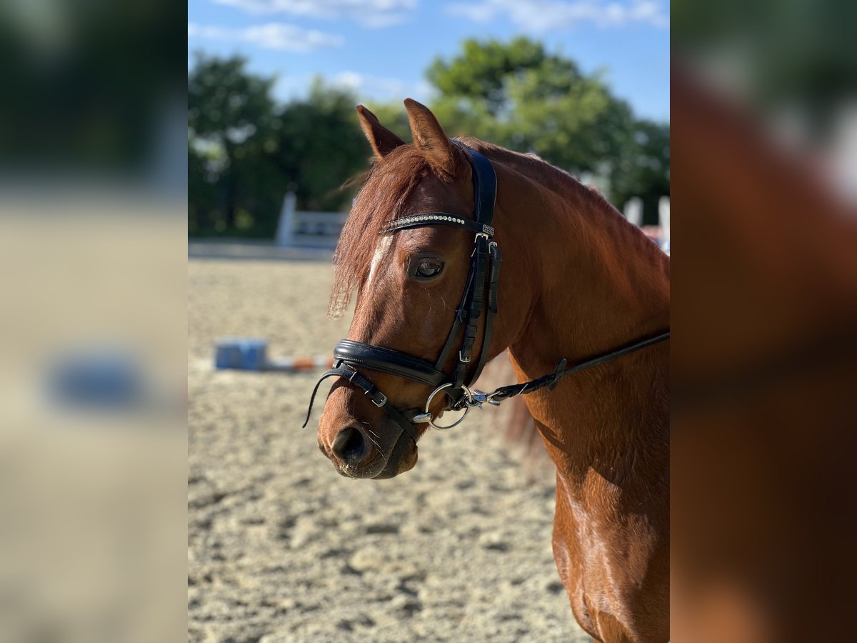 Welsh C (of Cob Type) Gelding 6 years 13,1 hh Chestnut-Red in Sandhausen