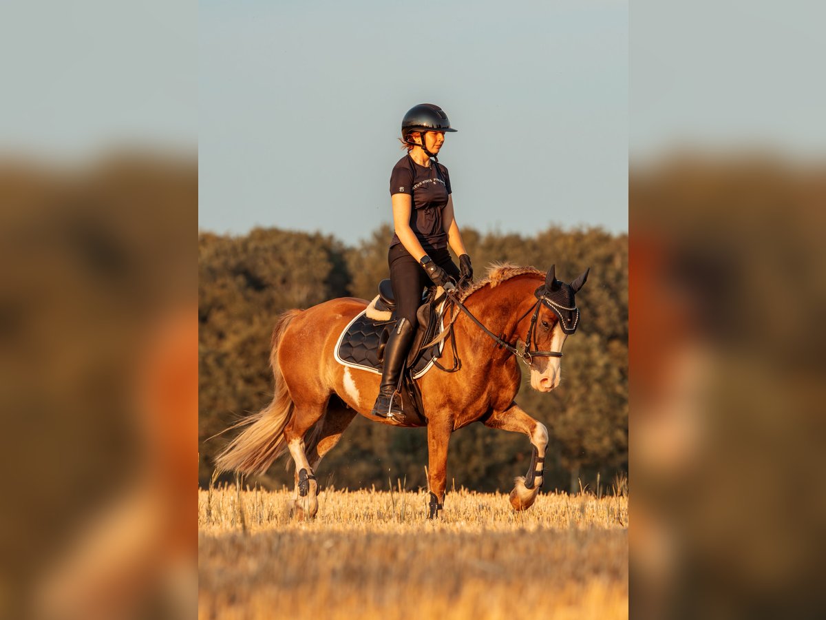 Welsh C (of Cob Type) Gelding 6 years 13,3 hh Chestnut-Red in Kastorf