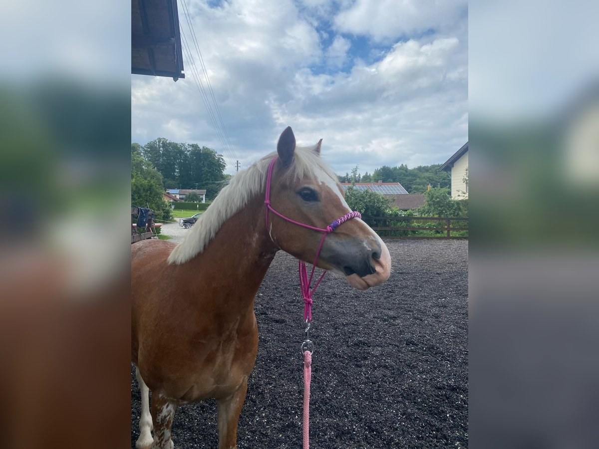 Welsh C (of Cob Type) Gelding 7 years 12,3 hh in Gilching