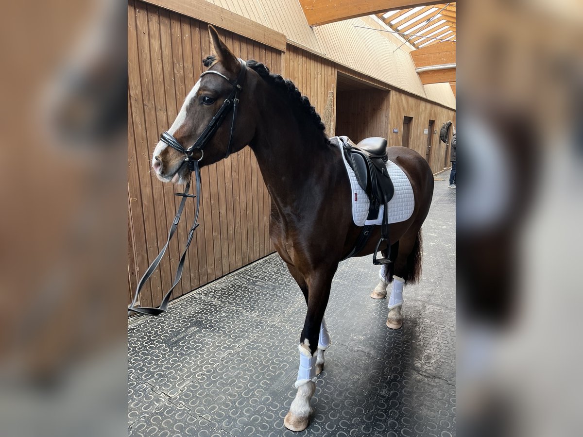 Welsh C (of Cob Type) Gelding 7 years 14,1 hh Brown in Langenzenn