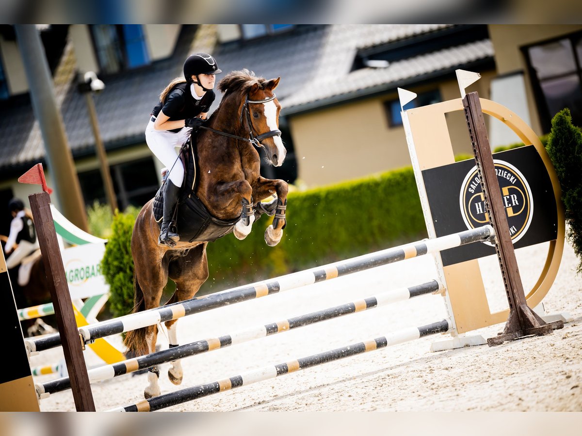 Welsh C (of Cob Type) Gelding 8 years 13,3 hh Chestnut in Pod&#x142;&#x119;cze