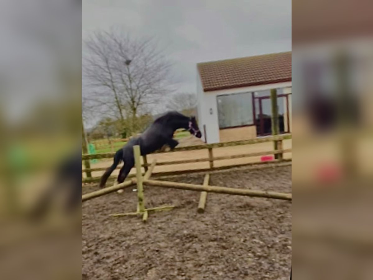 Welsh C (of Cob Type) Mare 10 years 12,2 hh Black in Rotherham