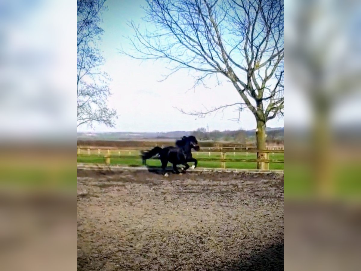 Welsh C (of Cob Type) Mare 11 years 12.2 hh Black in Rotherham