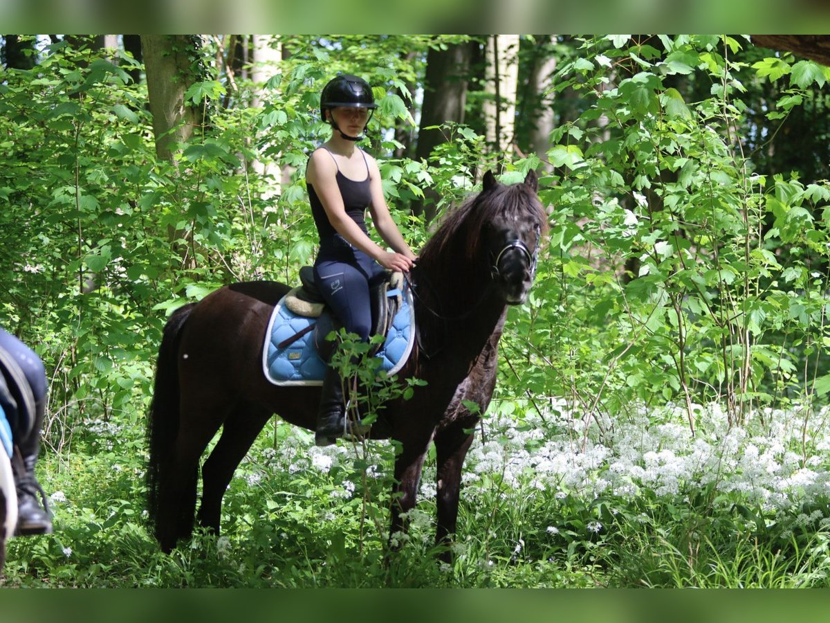 Welsh C (of Cob Type) Mare 13 years 13 hh Brown in Bogaarden