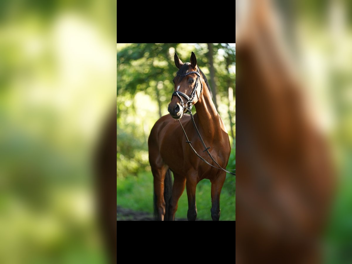 Welsh C (of Cob Type) Mare 13 years 14,3 hh Brown in Sulingen Welsh C (of Cob Type) Mare 13 years 14,3 hh Brown in Sulingen