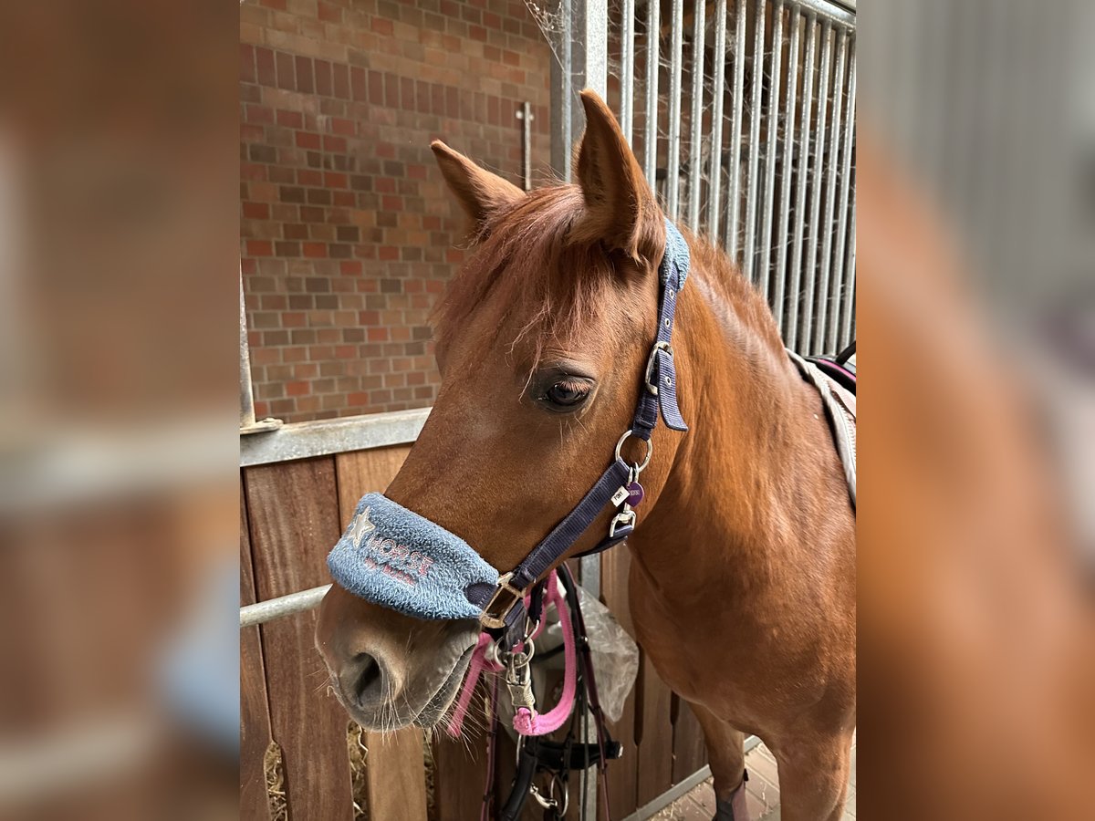 Welsh C (of Cob Type) Mix Mare 14 years 13,1 hh Chestnut-Red in Rosengarten