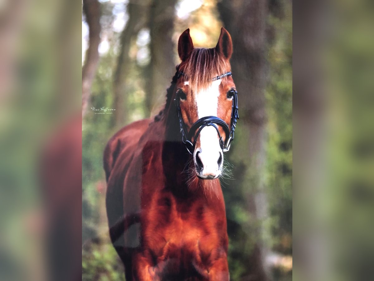 Welsh C (of Cob Type) Mare 14 years 13,1 hh Chestnut-Red in Liebenau