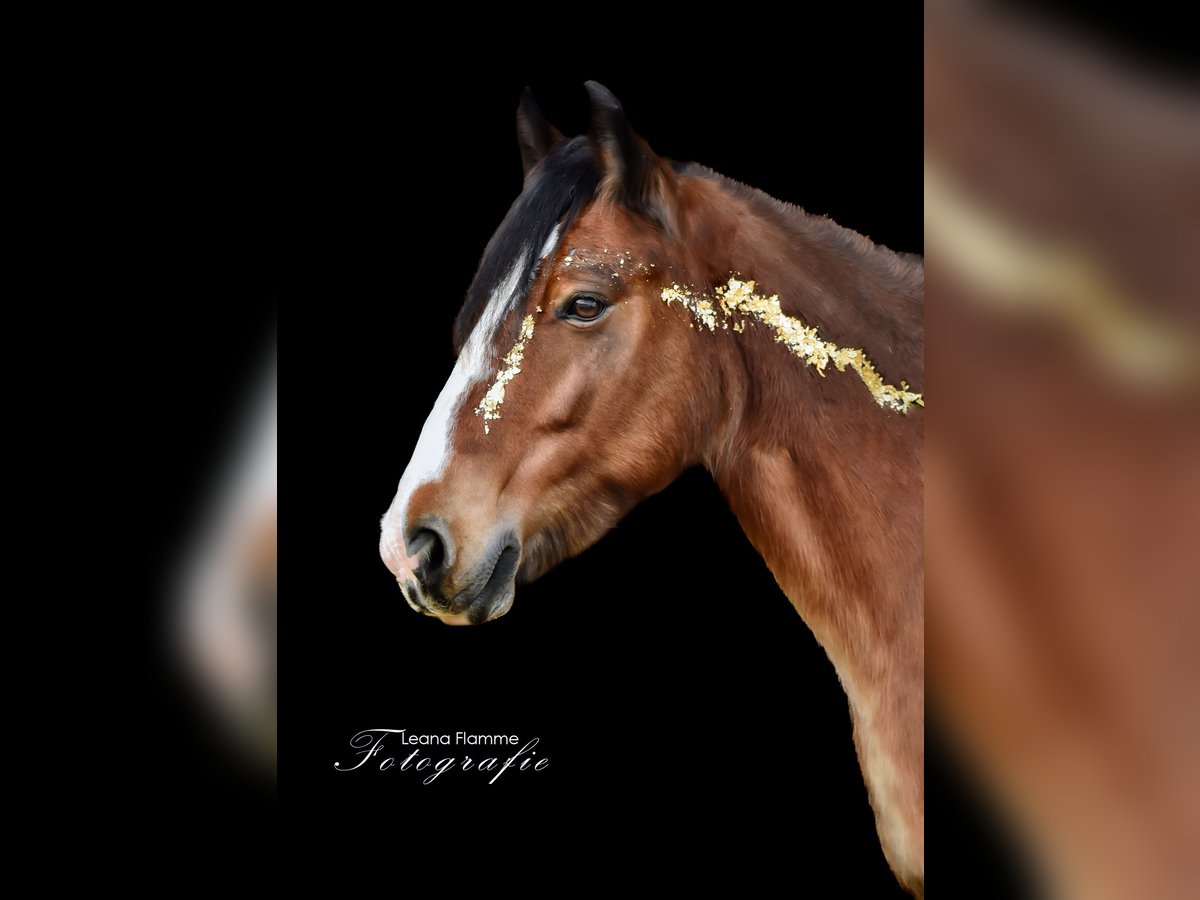 Welsh C (of Cob Type) Mare 14 years 14,2 hh Brown in Zierenberg
