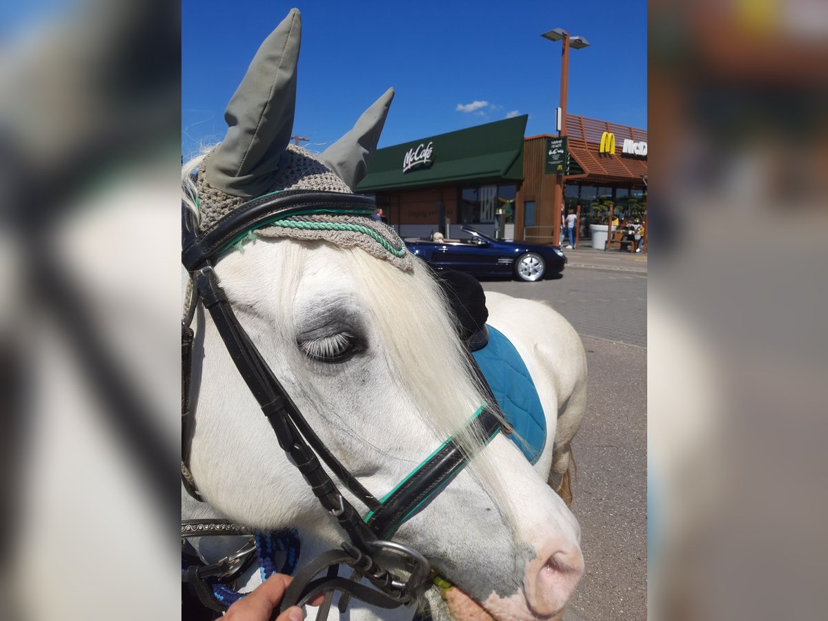 Welsh C (of Cob Type) Mix Mare 15 years 13,1 hh Gray in Todtenweis