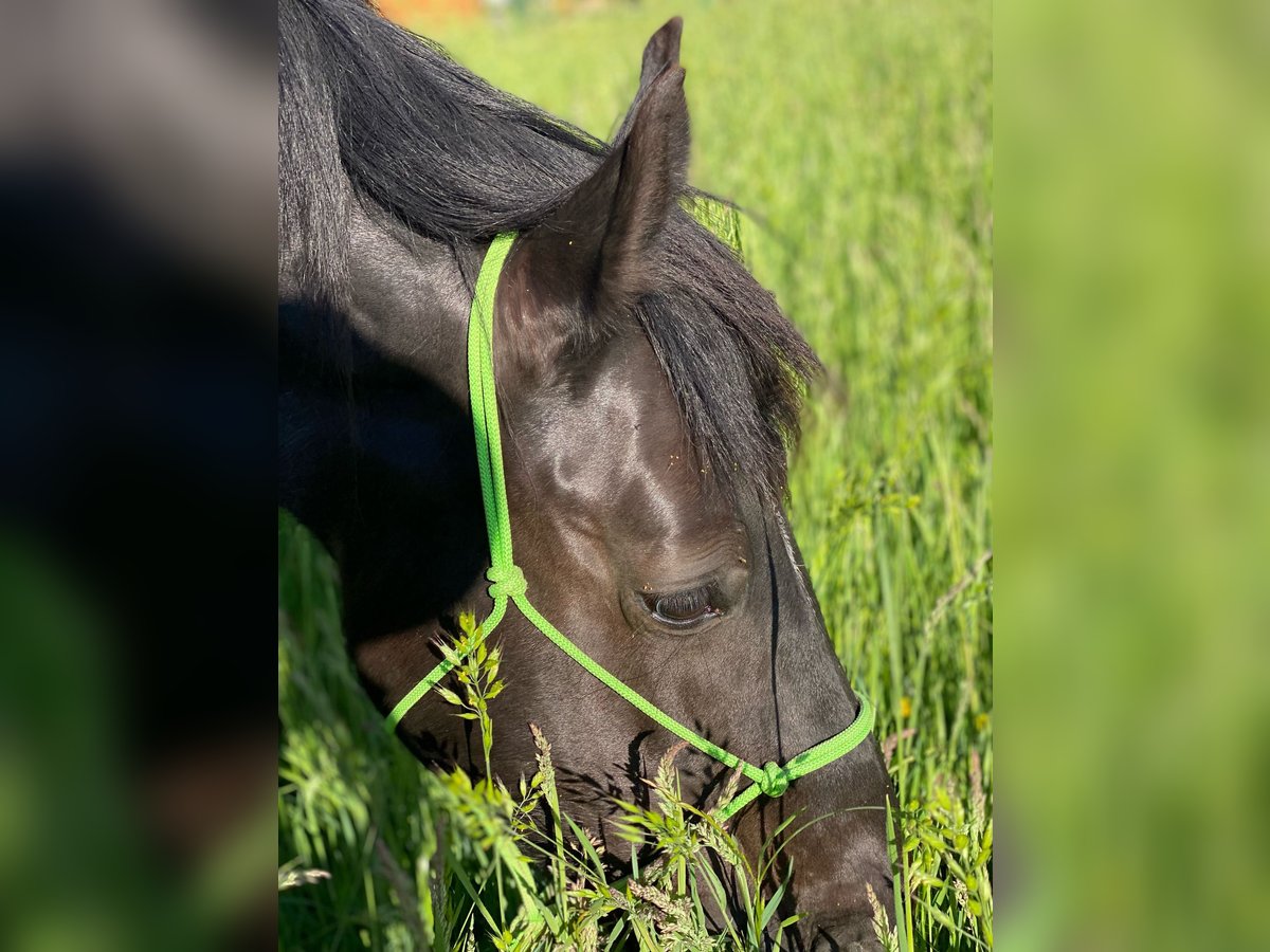 Welsh C (of Cob Type) Mare 15 years 14 hh Black in Freiburg im Breisgau