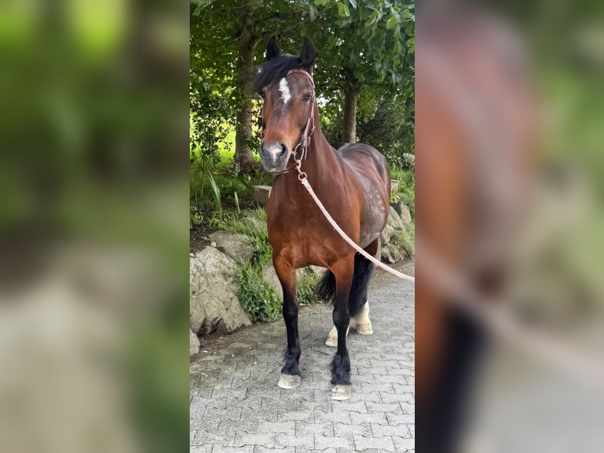 Welsh C (of Cob Type) Mare 15 years 15,1 hh Brown in Hosenruck