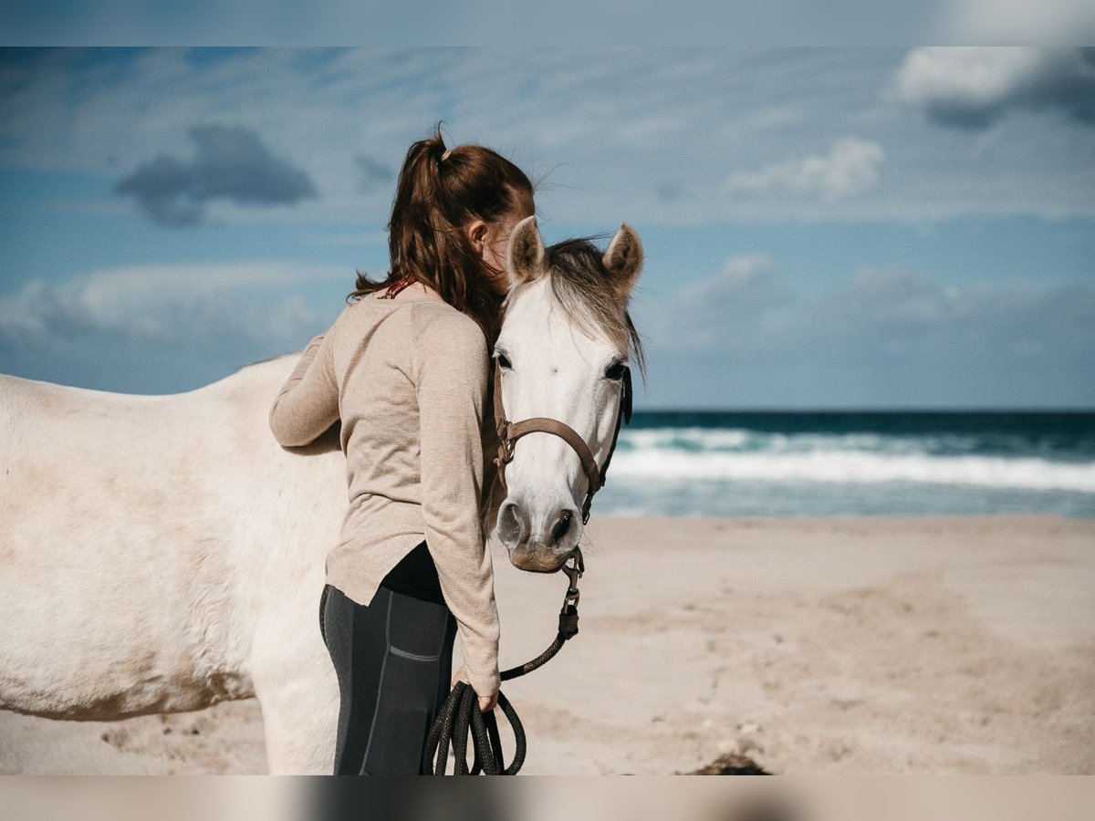 Welsh C (of Cob Type) Mare 16 years 13.1 hh Grey in Felanitx