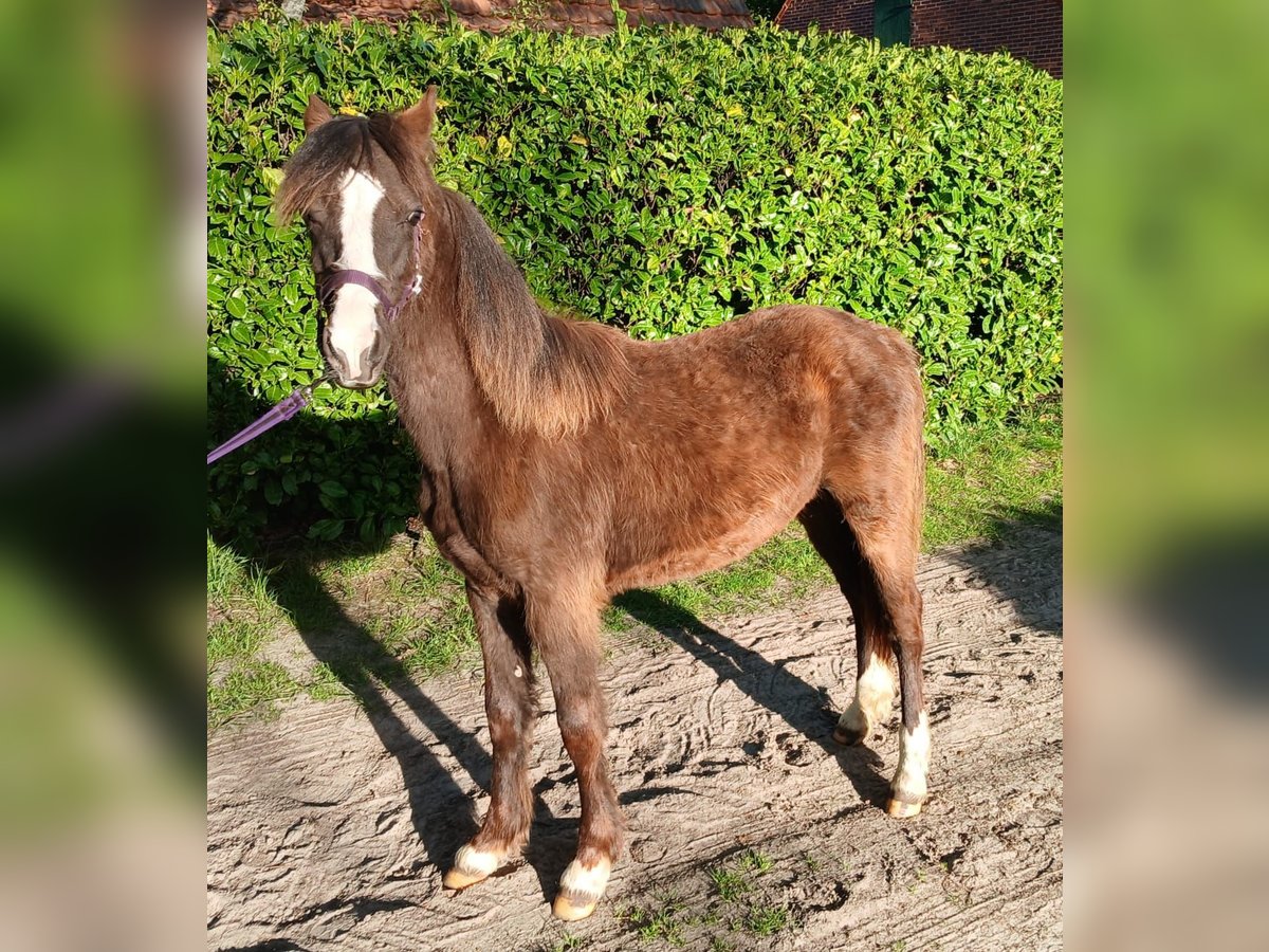 Welsh C (of Cob Type) Mare 1 year 12,2 hh in Haselünne Welsh C (of Cob Type) Mare 1 year 12,2 hh in Haselünne