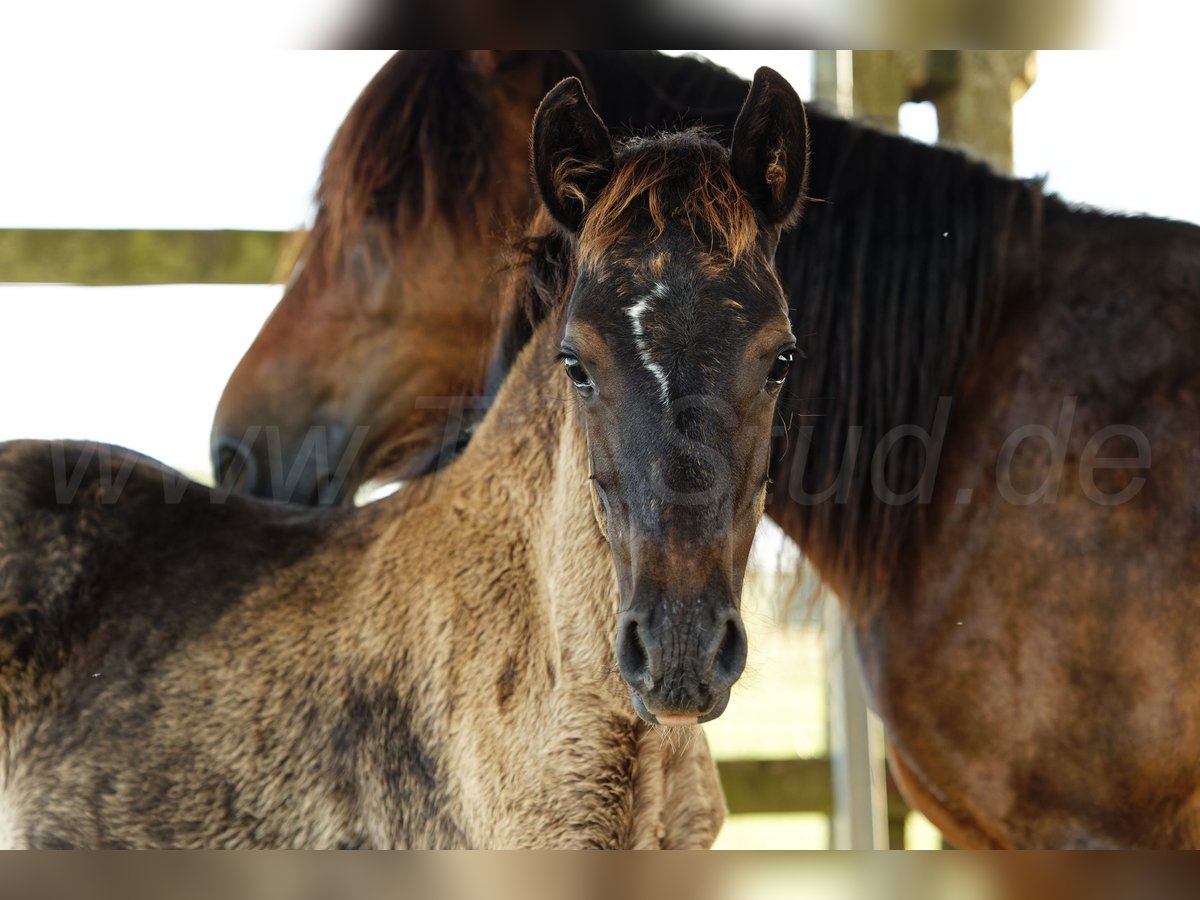 Welsh C (of Cob Type) Mare 1 year 13,1 hh Smoky-Black in Meerbusch