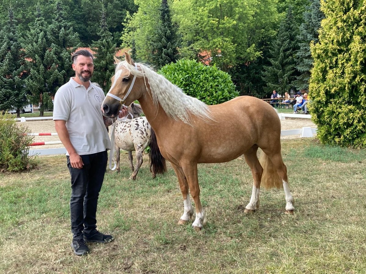 Welsh C (of Cob Type) Mare 4 years 12.3 hh Palomino in Kirchwalsede
