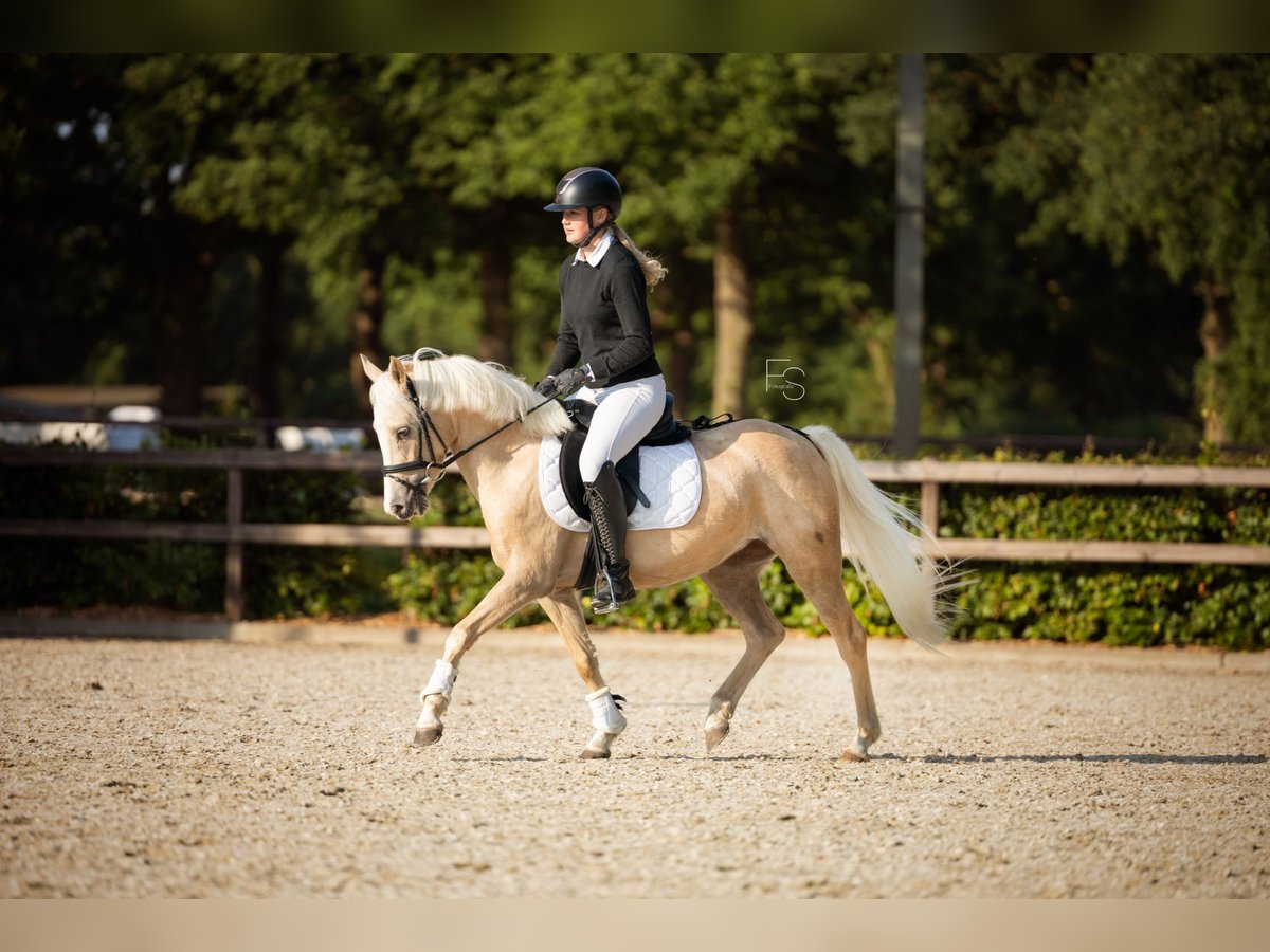 Welsh C (of Cob Type) Mare 4 years 12,3 hh Palomino in Lunteren