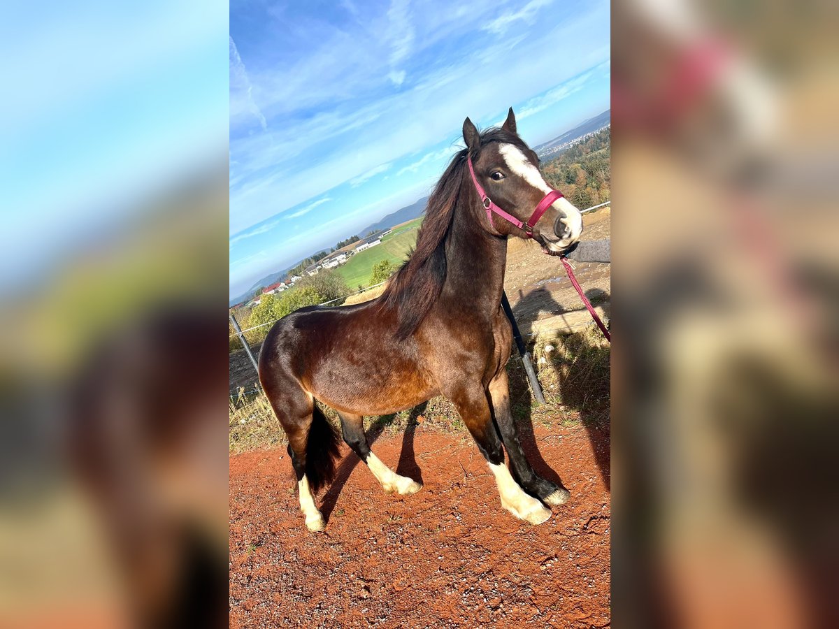 Welsh C (of Cob Type) Mare 4 years 13,1 hh Brown in Atzesberg