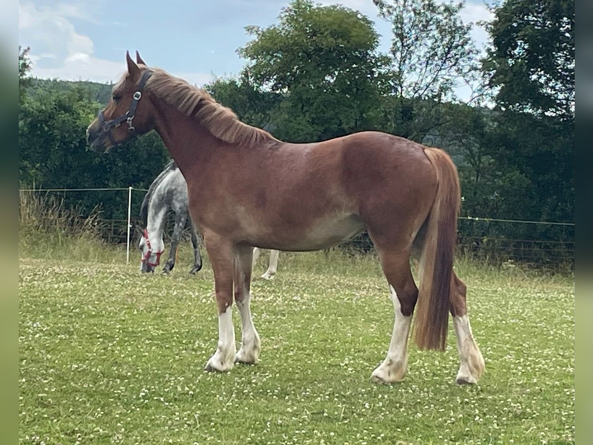 Welsh C (of Cob Type) Mare 5 years 13 hh Chestnut-Red in Steinborn