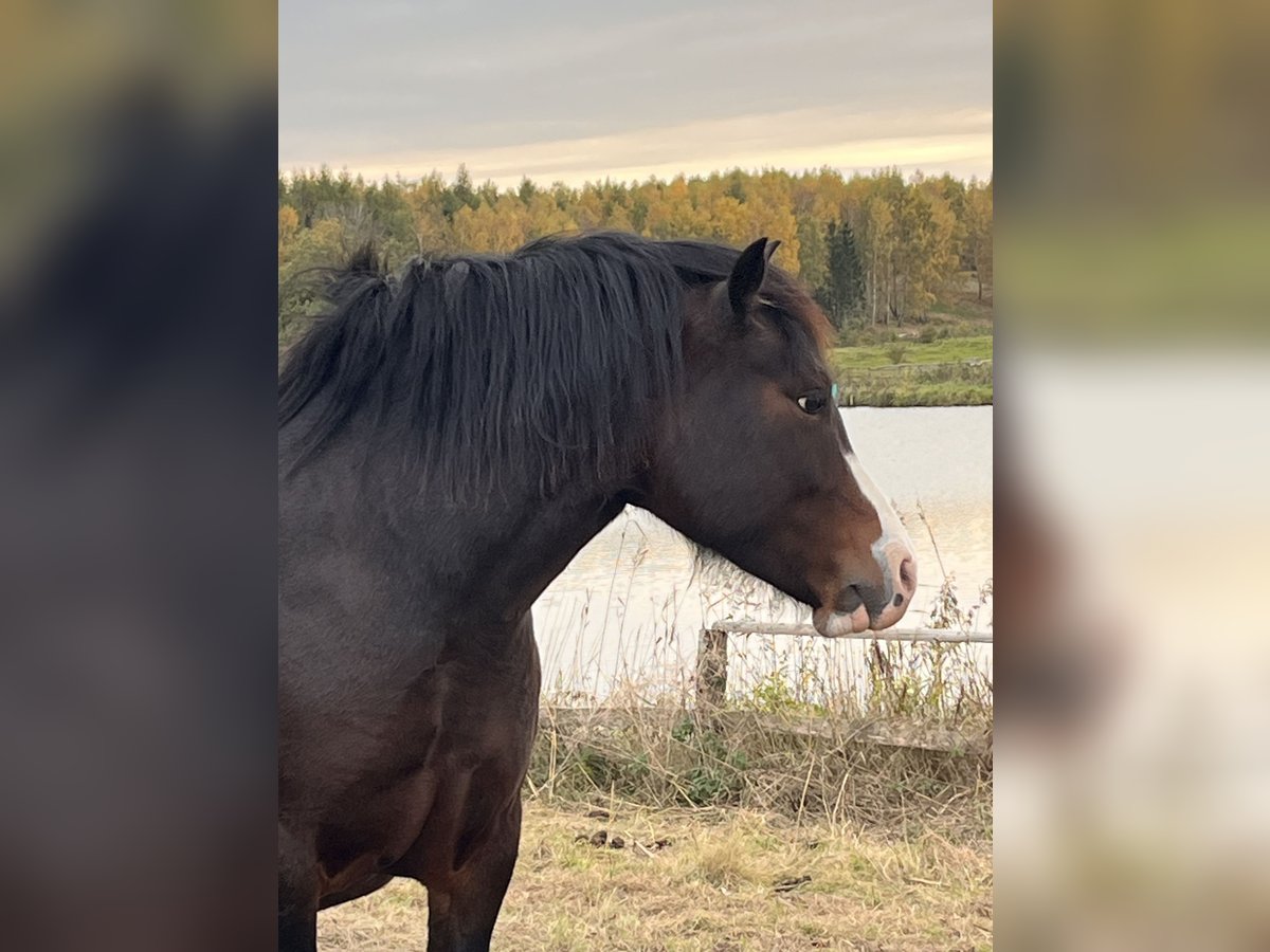 Welsh C (of Cob Type) Mare 6 years 13.1 hh Brown in Toporzyk