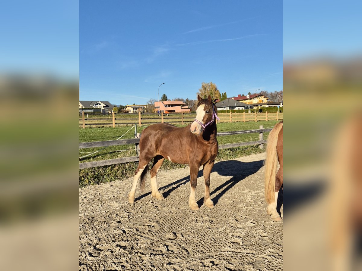 Welsh C (of Cob Type) Mare 6 years 13,1 hh Chestnut-Red in Drobollach