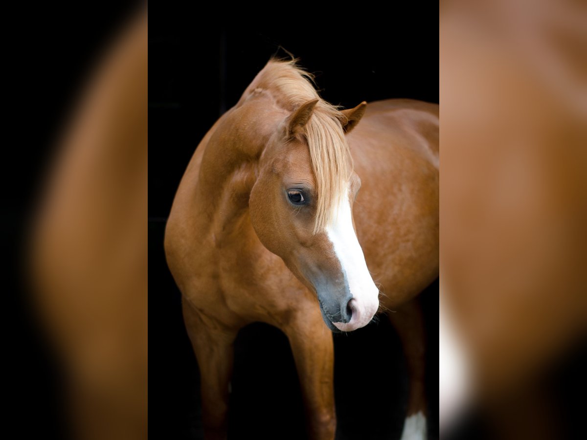 Welsh C (of Cob Type) Mix Mare 6 years 13,1 hh Chestnut-Red in Rheurdt
