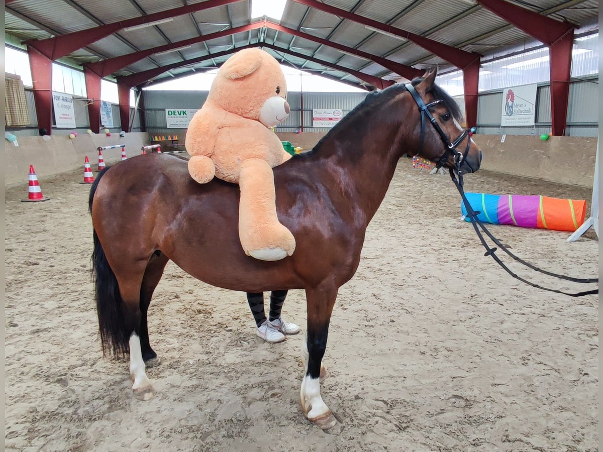 Welsh C (of Cob Type) Mare 7 years 12,2 hh Bay-Dark in Wildeshausen