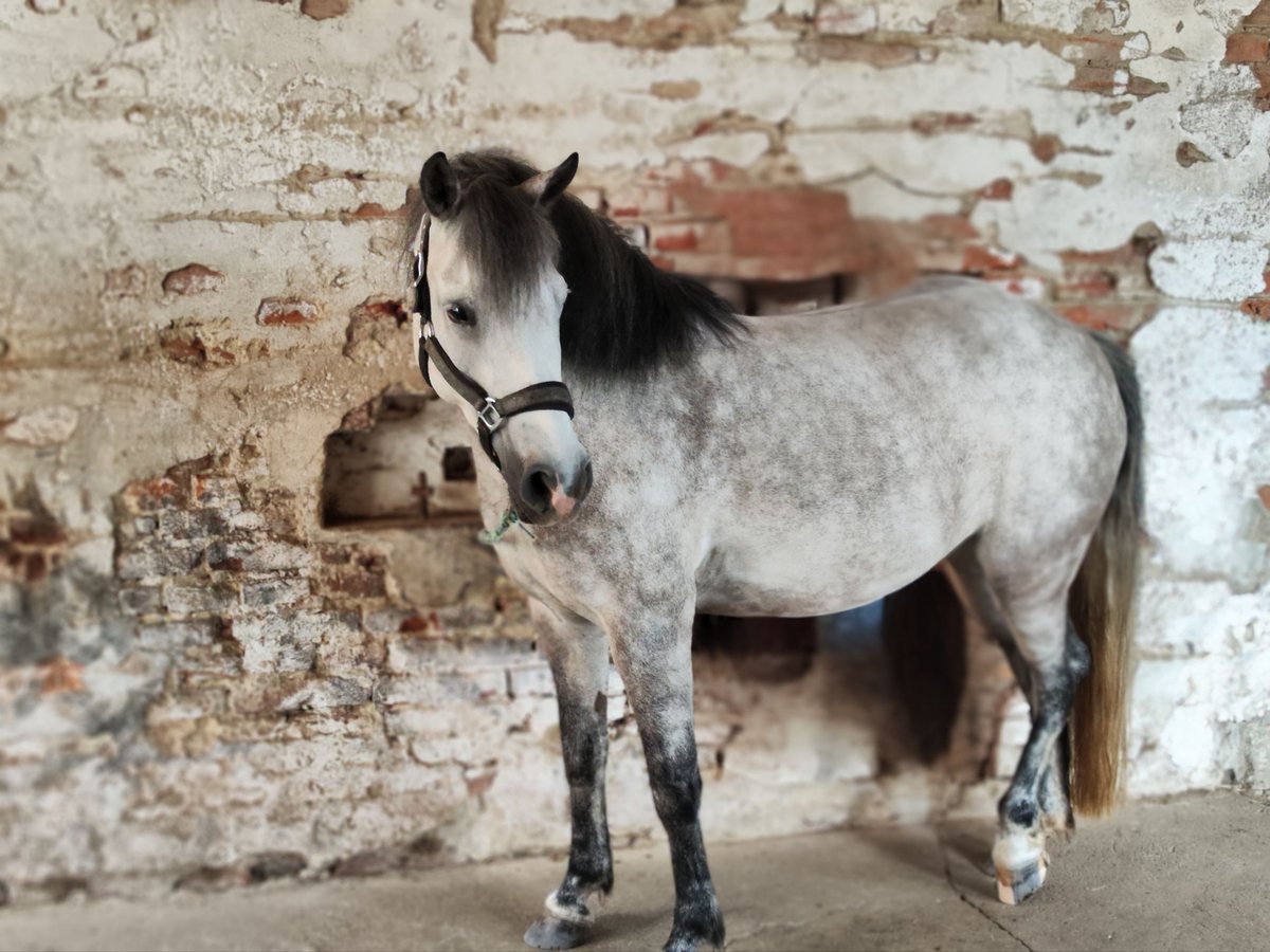 Welsh C (of Cob Type) Mix Mare 7 years 13,1 hh Gray in Fehring