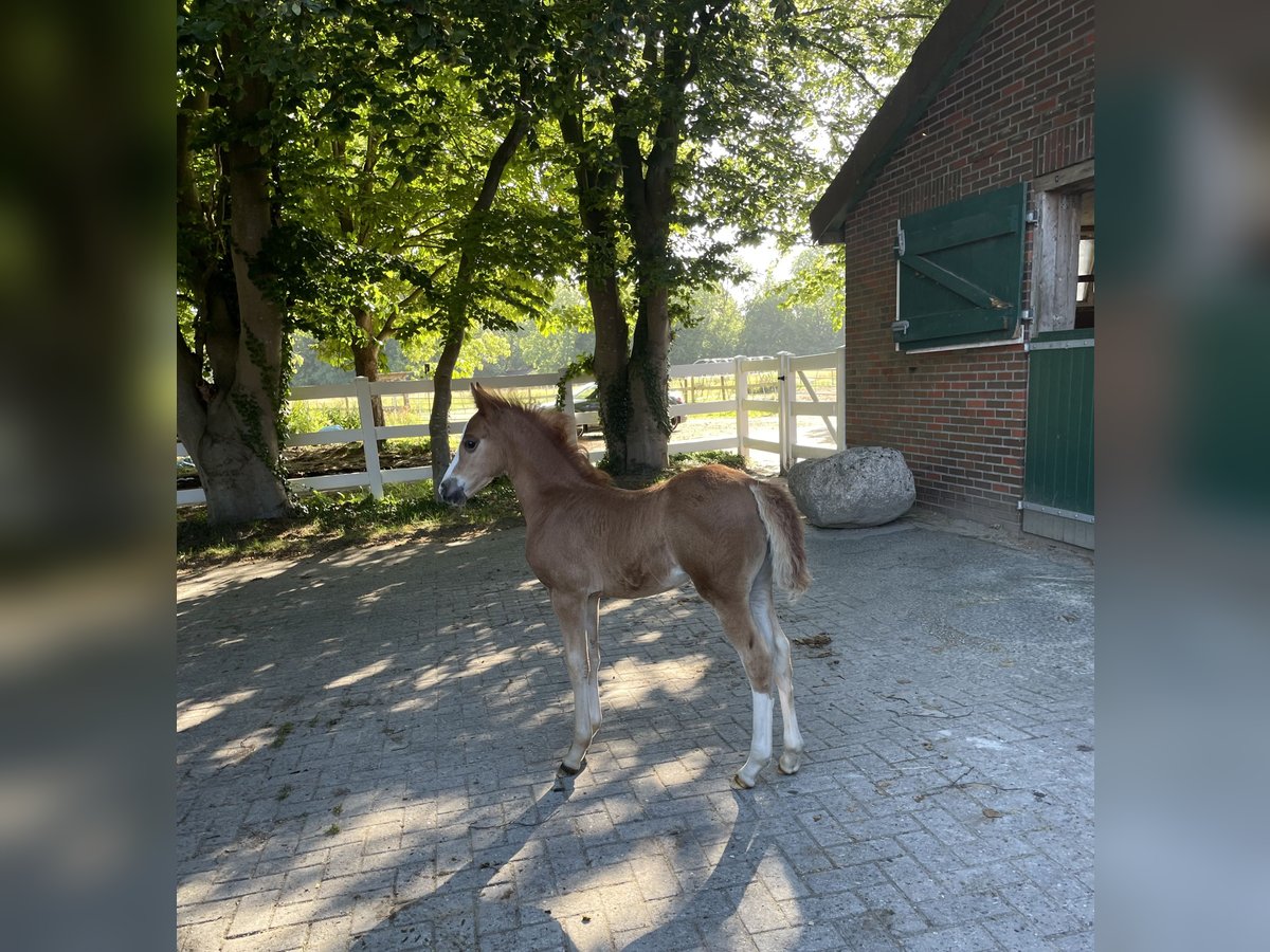 Welsh C (of Cob Type) Mare Foal (05/2025) 12,1 hh Chestnut-Red in Westerstede