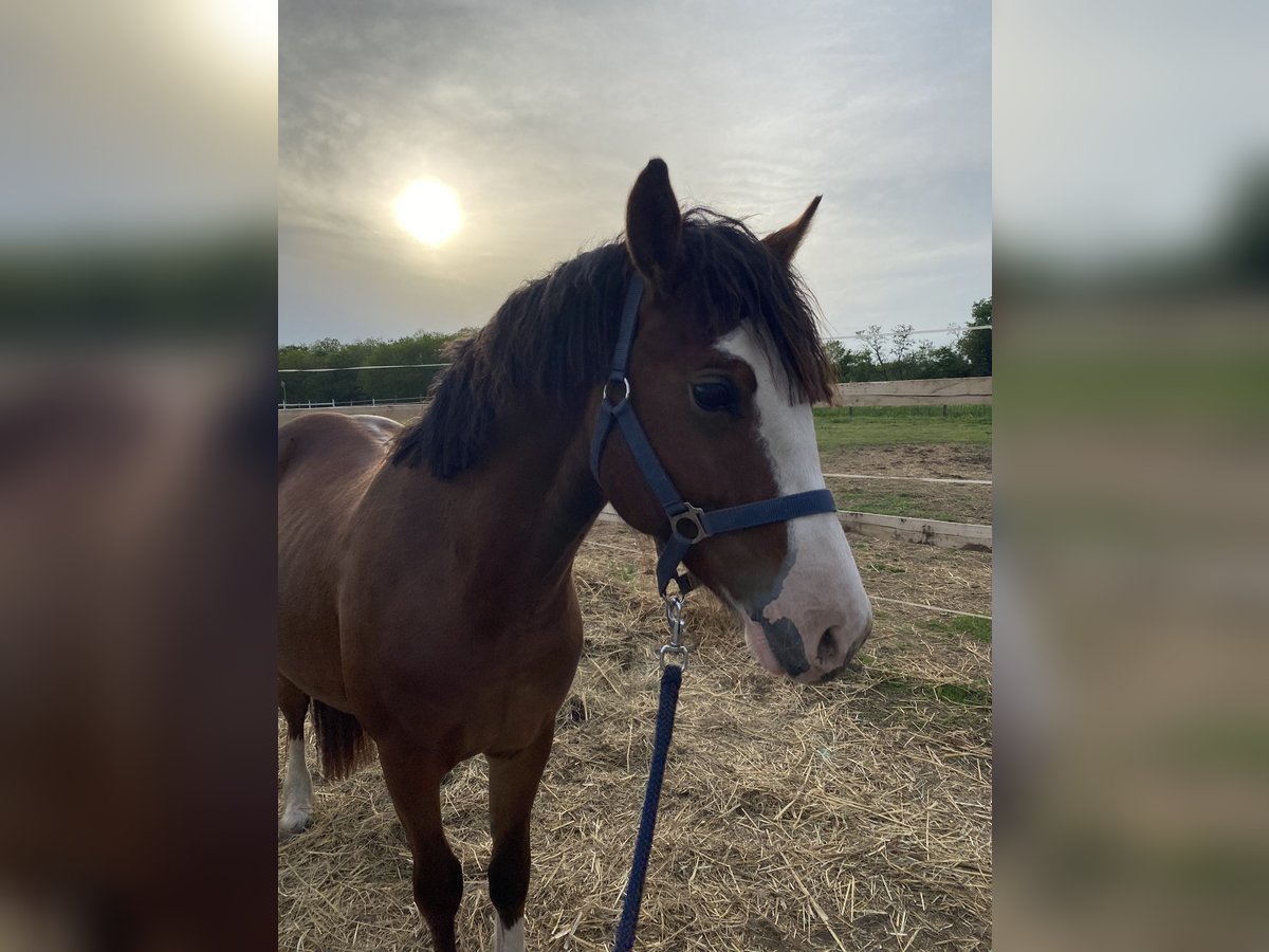 Welsh C (of Cob Type) Stallion 2 years 13,1 hh Bay in Tengelic Welsh C (of Cob Type) Stallion 2 years 13,1 hh Bay in Tengelic