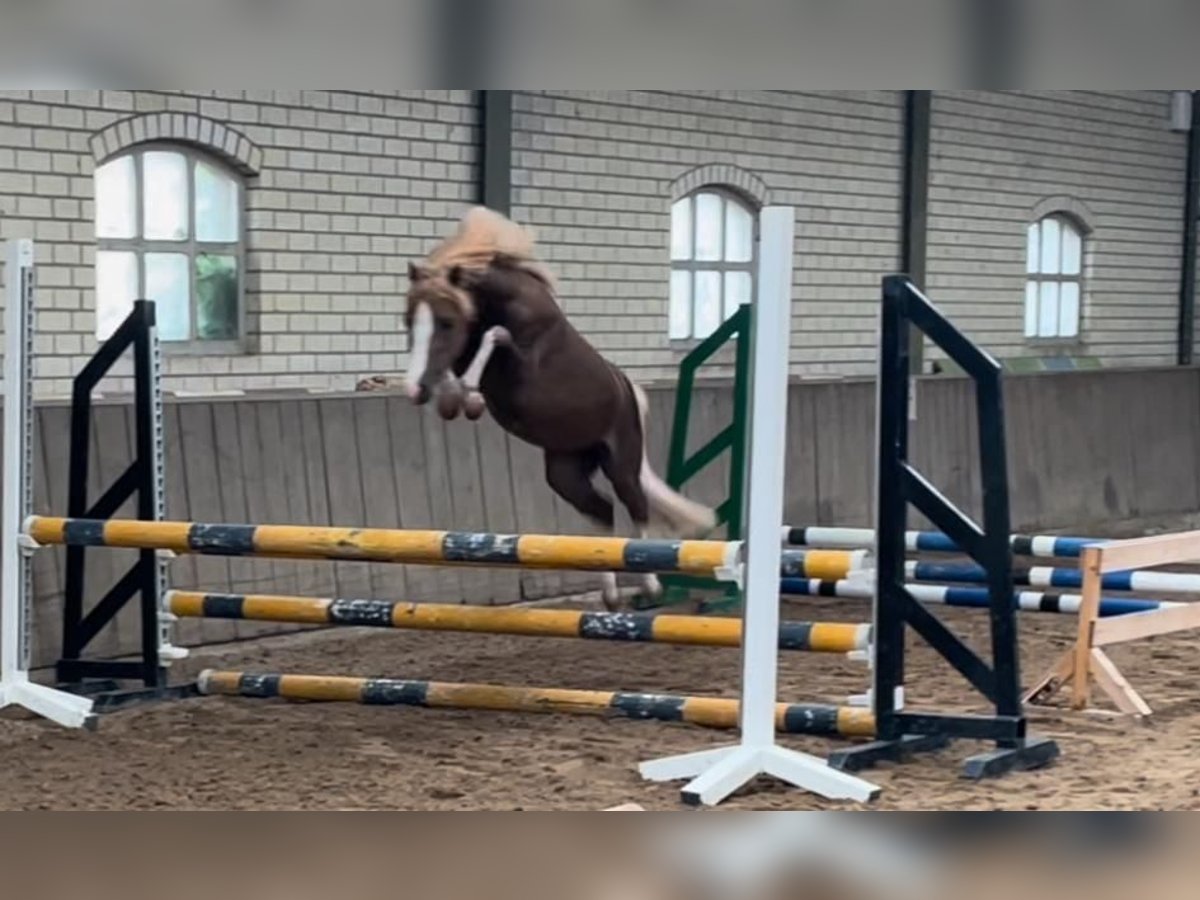 Welsh C (of Cob Type) Stallion 3 years 11 hh Chestnut-Red in GROTE-BROGEL