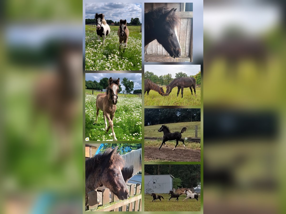 Welsh C (of Cob Type) Mix Stallion Foal (05/2025) 13,1 hh Black in Uelsen