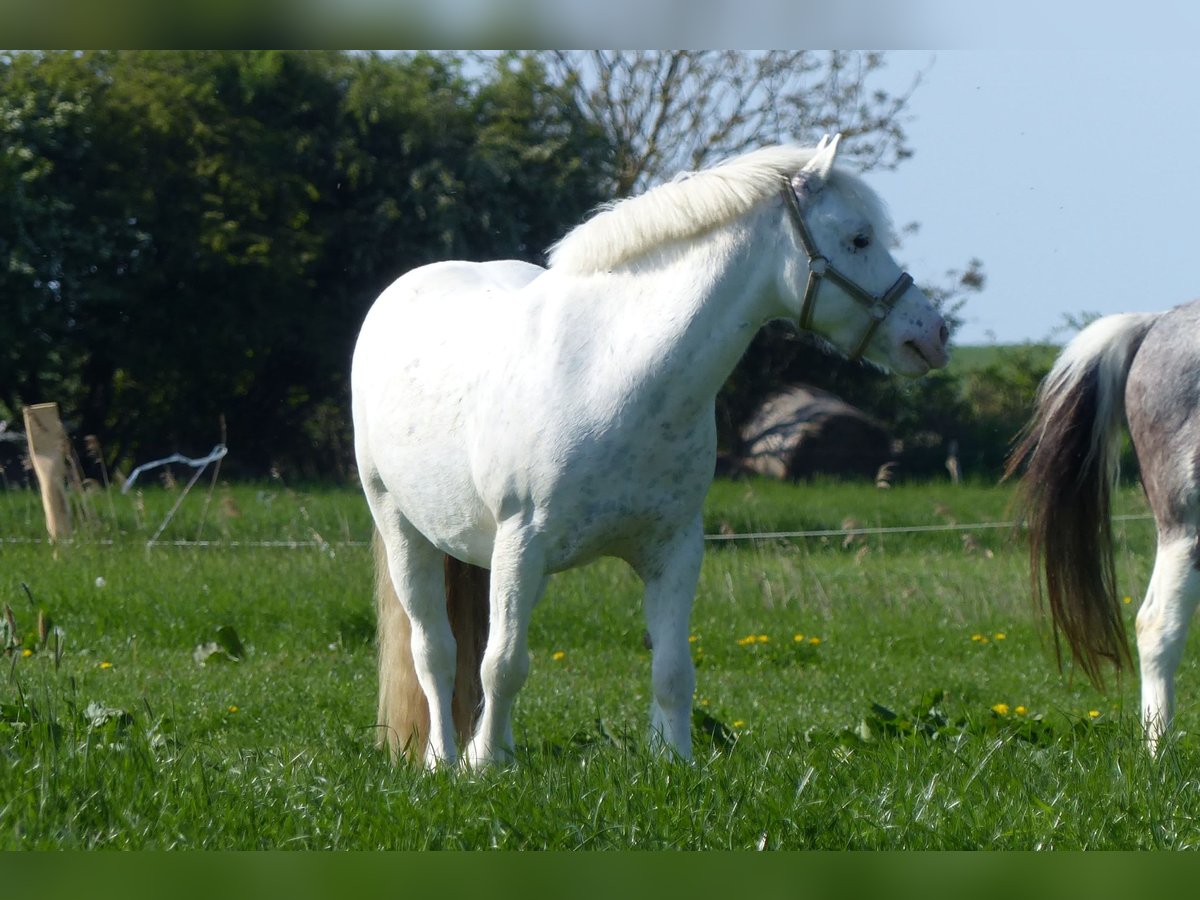 Welsh-C Mix Ruin 10 Jaar 126 cm Schimmel in Krummhörn