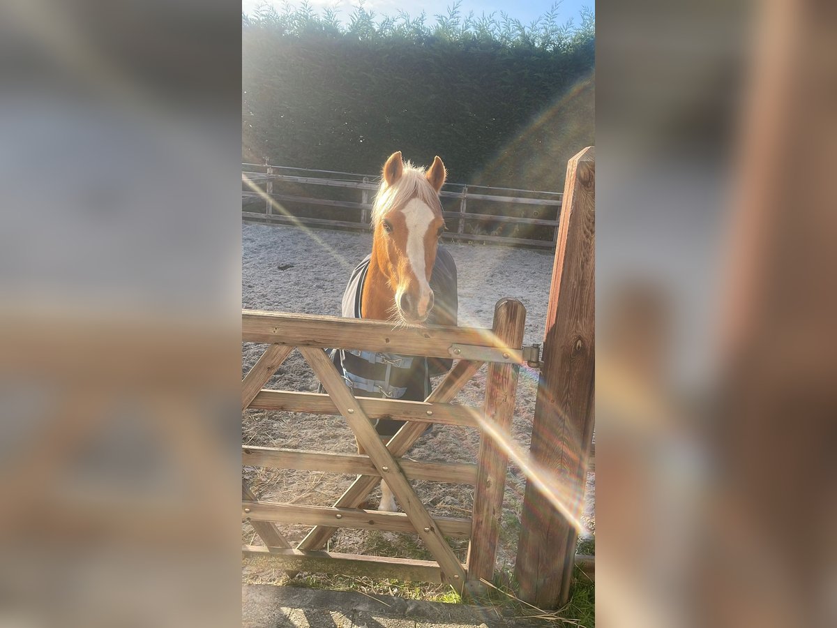 Welsh-C Ruin 20 Jaar 130 cm Palomino in Rotterdam