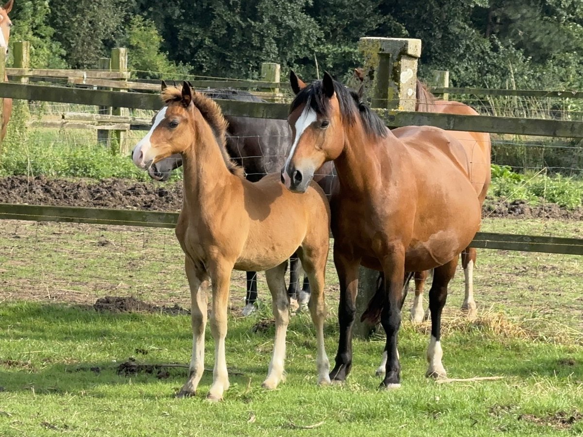 Welsh-C Stallone Puledri
 (05/2024) 135 cm Baio in Meerbusch