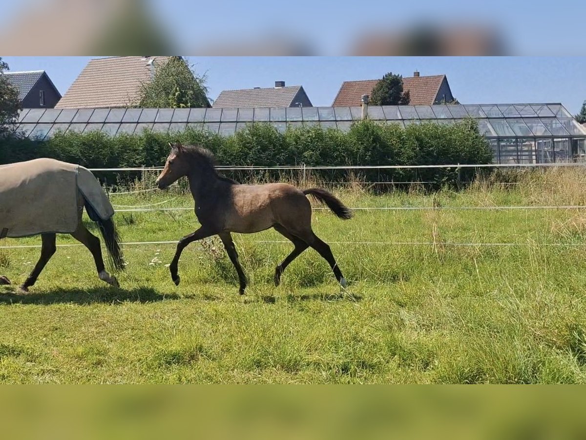 Welsh-C Stallone Puledri (04/2025) 140 cm Baio in Bockenem