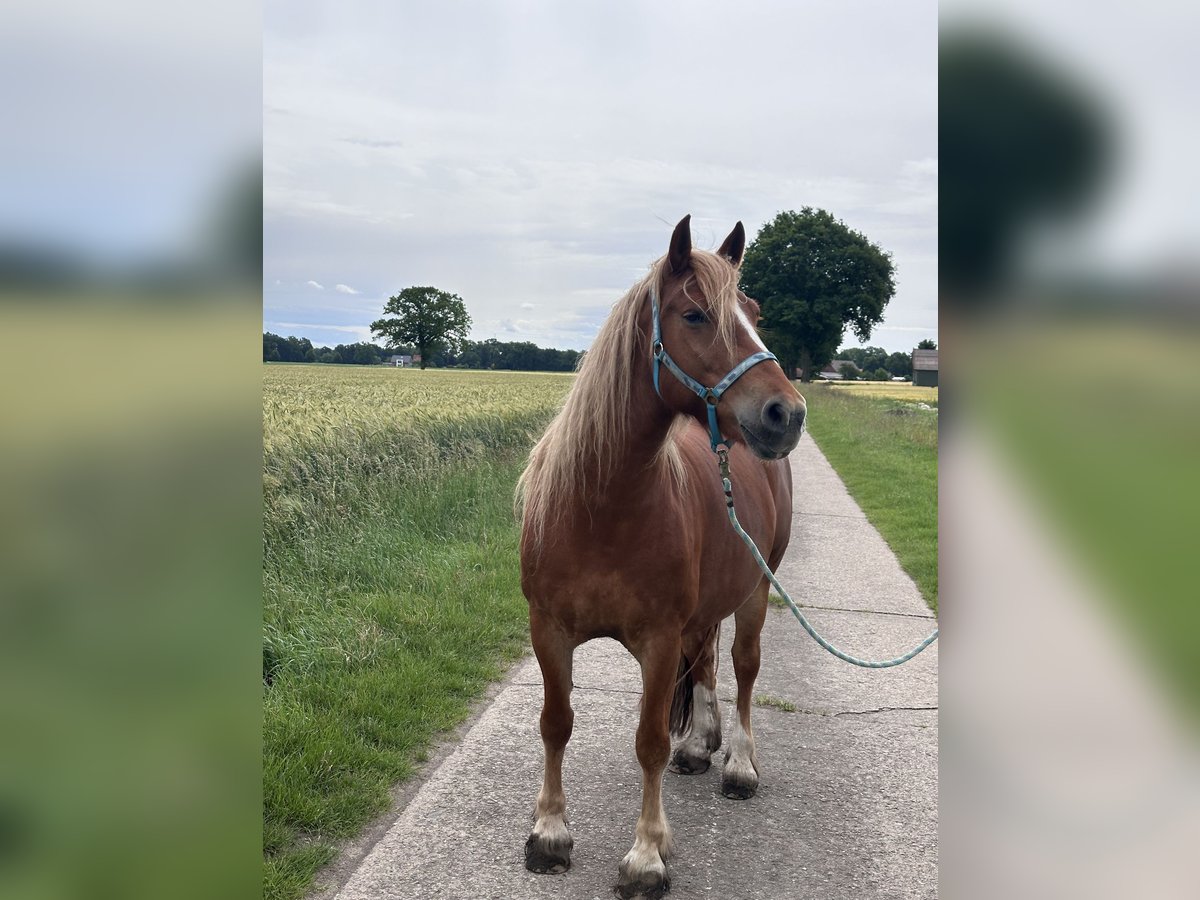 Welsh-C Mix Stute 10 Jahre 160 cm Fuchs in Raddestorf