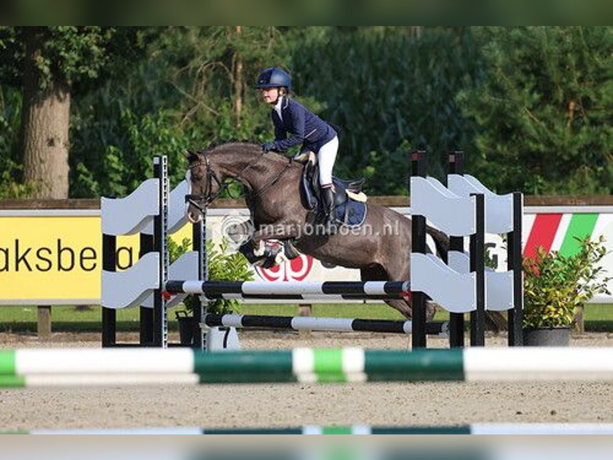 Welsh-C Stute 14 Jahre 133 cm Dunkelfuchs in Enschede