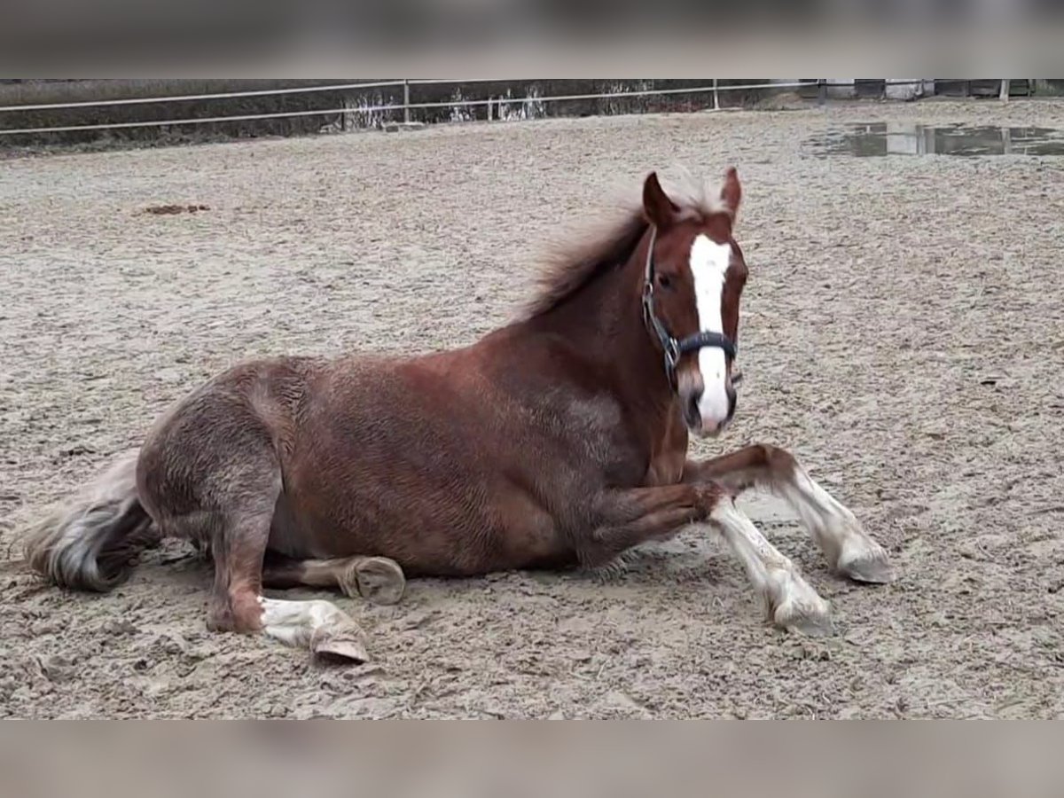 Welsh-C Stute 14 Jahre 138 cm Dunkelfuchs in Essen - Altenessen