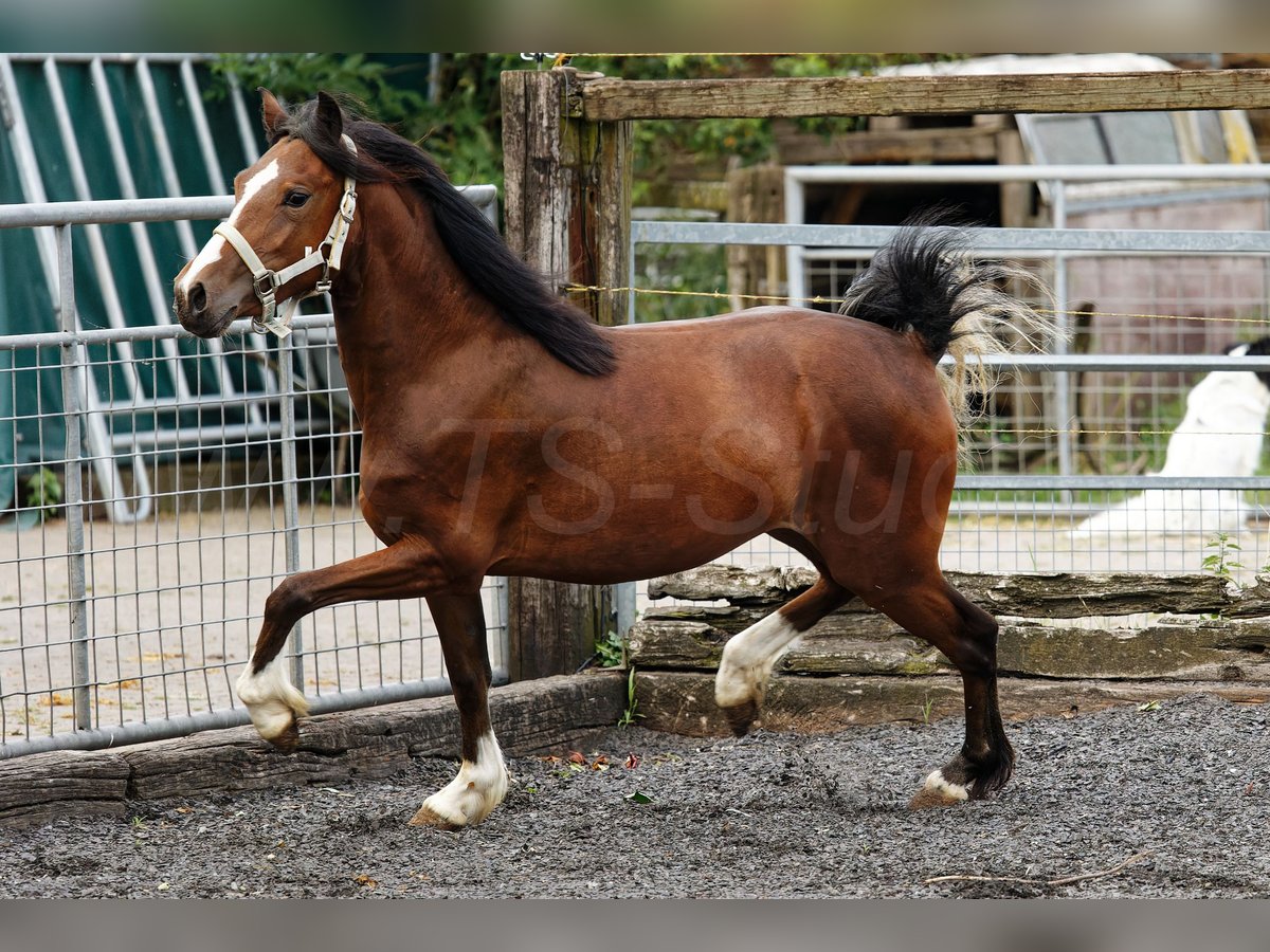 Welsh-C Stute 2 Jahre 133 cm Brauner in Meerbusch