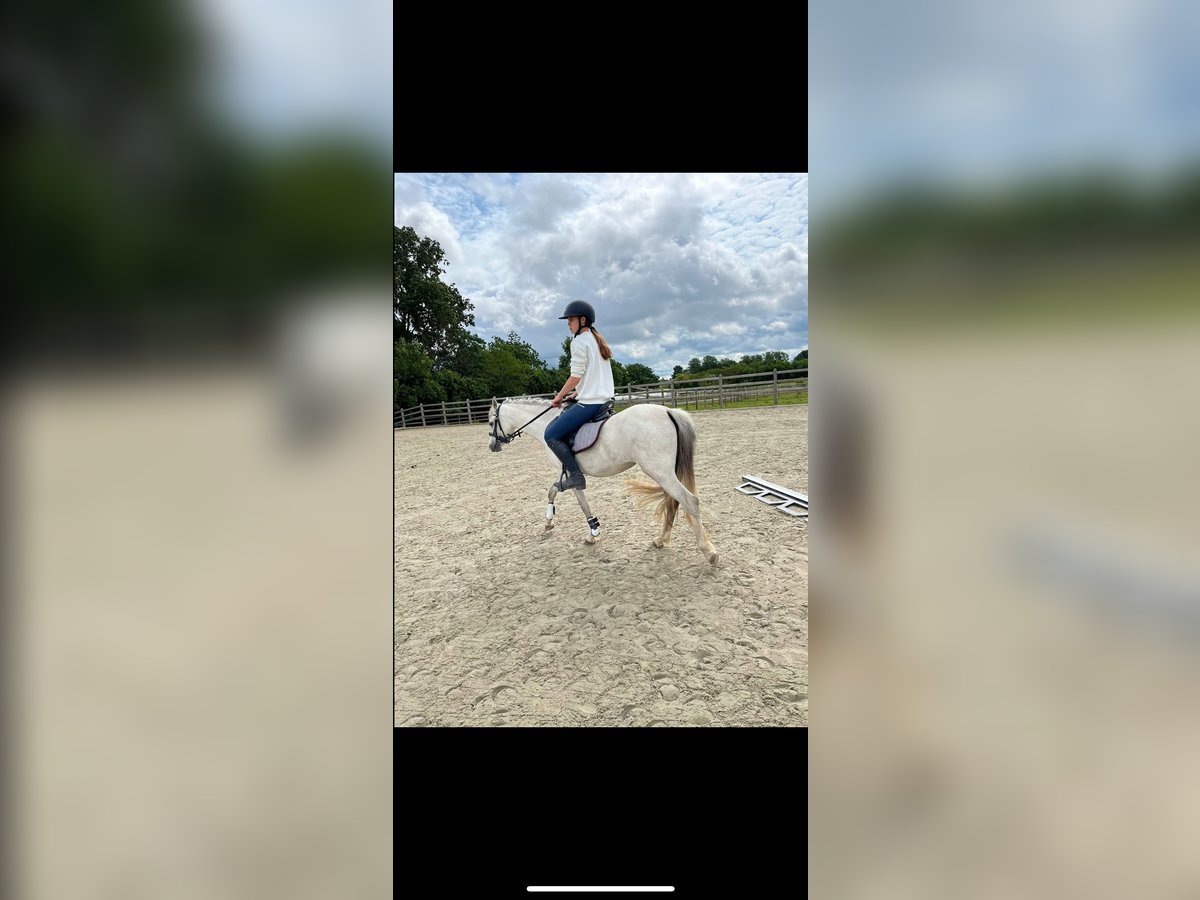 Welsh-C Stute 3 Jahre 133 cm Schimmel in Kortenaken
